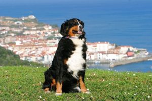 Les hébergements de vacances à louer à Arcangues, offrant calme et proximité des attractions basques